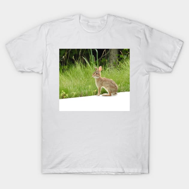 Cottontail rabbit, wild animals, wildlife gifts T-Shirt by sandyo2ly